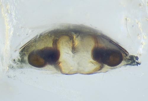 Réf. 236 154 : Entelecara acuminata
